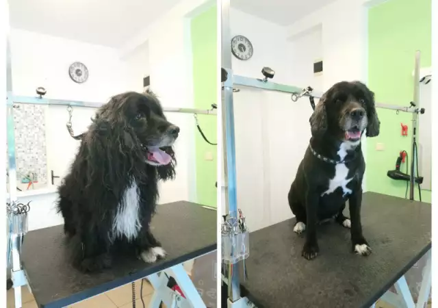 7. Снимка на Подстригване на кучета, салон Куче Нинджа