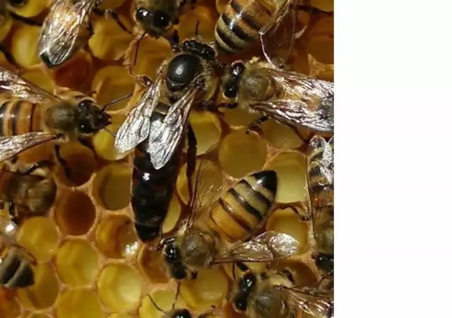 2. Снимка на пчелни майки, отводки и кошери