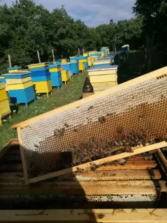1. Снимка на 100 домашен натурален пчелен мед