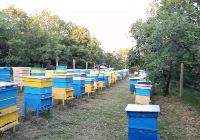 100 домашен натурален пчелен мед