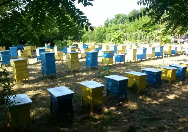 4. Снимка на 100 домашен натурален пчелен мед