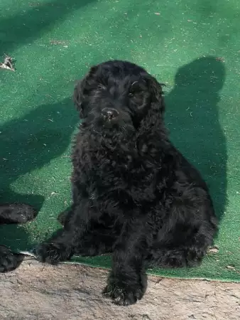 3. Снимка на Продавам клубни кученца от породата Руски черен териер