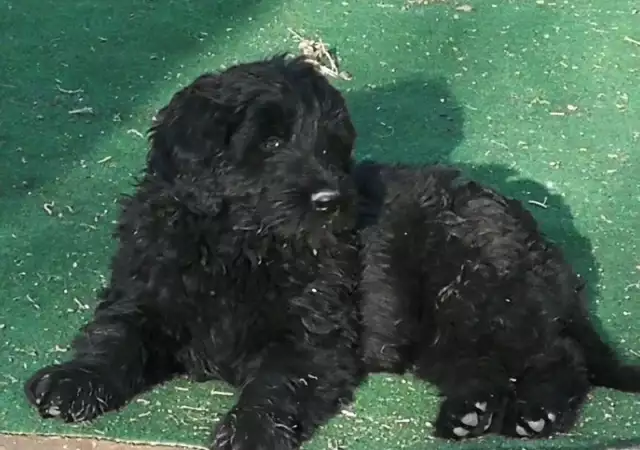 Продавам клубни кученца от породата Руски черен териер