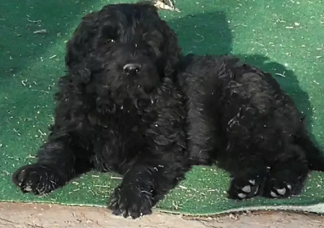 Продавам клубни кученца от породата Руски черен териер