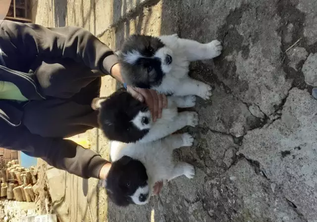 1. Снимка на Каракачанско овчарско куче