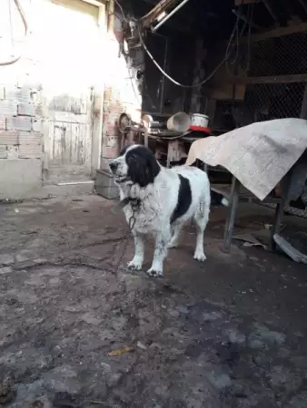 4. Снимка на Каракачанско овчарско куче