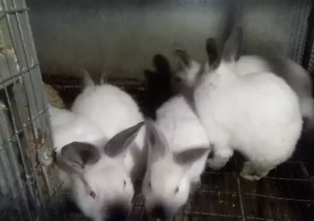 4. Снимка на Продавам калифорнийски зайци