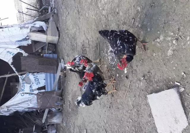 3. Снимка на Продавам оплодени яйца от тези пръскани кокошки и голошийки