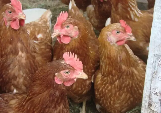 1. Снимка на Продаваме кокошки носачки и яйца