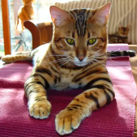 1. Снимка на Предлагаме чистокръвни бенгалски котенца с класическа шарка