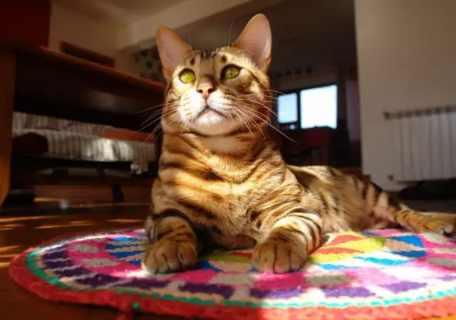 3. Снимка на Предлагаме чистокръвни бенгалски котенца с класическа шарка