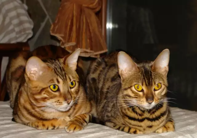 8. Снимка на Предлагаме чистокръвни бенгалски котенца с класическа шарка