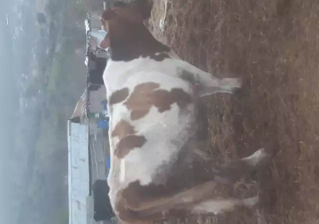Продават се 2 дойни крави