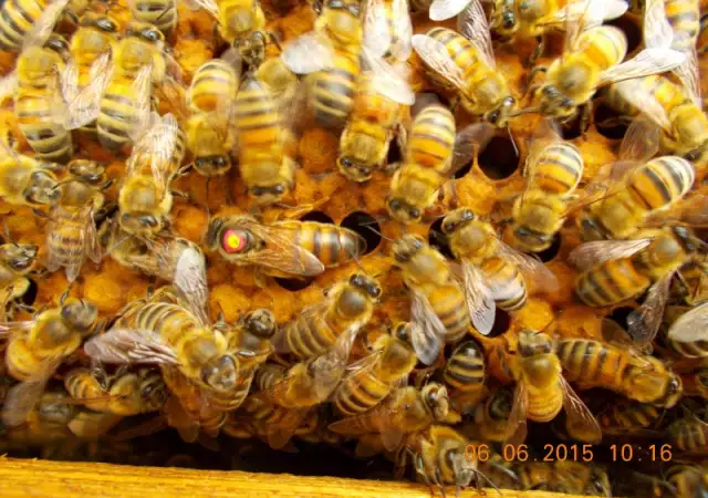 Пчелни майки ВВ