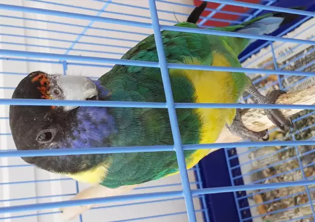2. Снимка на Продавам папагали