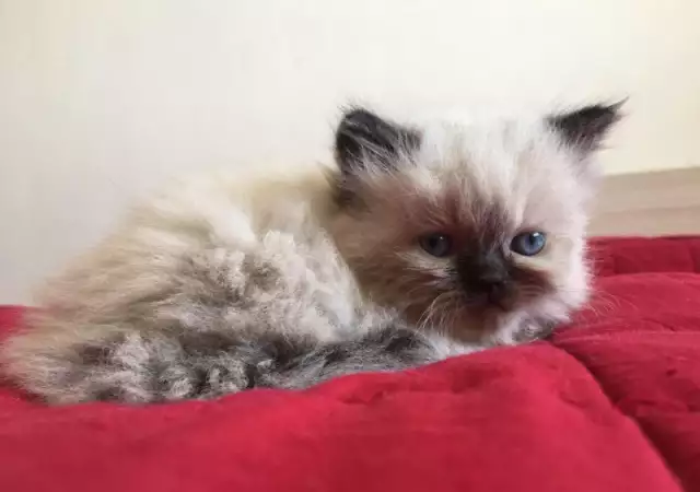 1. Снимка на Продавам персийски котенца