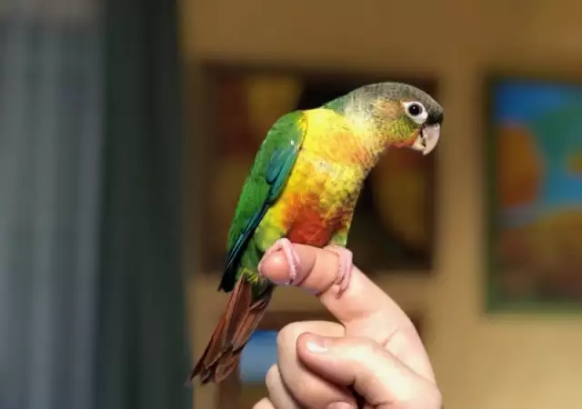 Ръчно хранени бебета пирура и други папагали