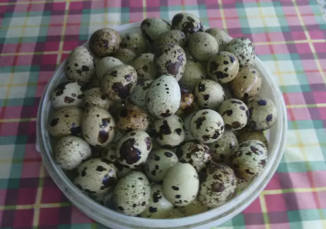 2. Снимка на Пресни яйца от пъдпъдъци Пъдпъдъчи яйца