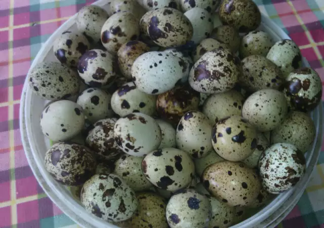 3. Снимка на Пресни яйца от пъдпъдъци Пъдпъдъчи яйца