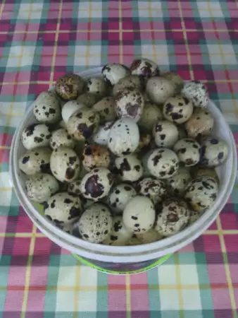 4. Снимка на Пресни яйца от пъдпъдъци Пъдпъдъчи яйца