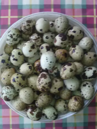 1. Снимка на Пресни яйца от пъдпъдъци Пъдпъдъчи яйца