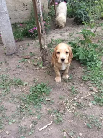 Мъжки кокер шпаньол на 3 месеца