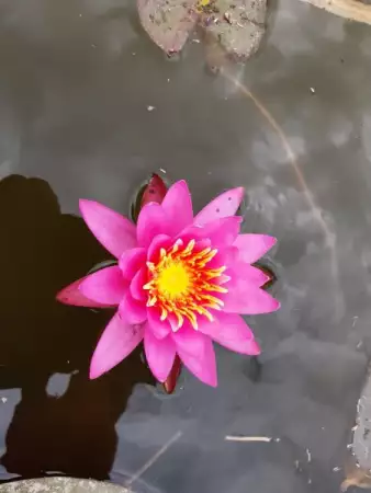Водни лилии