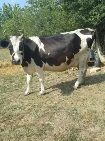 1. Снимка на Млечна крава