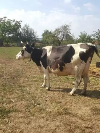 2. Снимка на Млечна крава