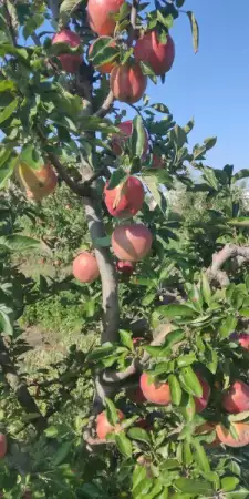 Ябълки нова реколта