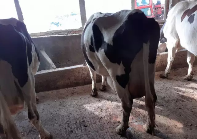 2. Снимка на Продавам крави и телета