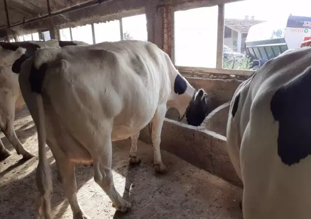 6. Снимка на Продавам крави и телета