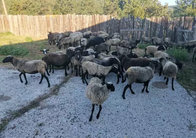 Романовски овце