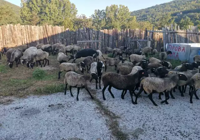 Романовски овце