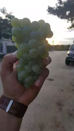 Продавам грозде МУСКАТ ОТОНЕЛ реколта 2022г.