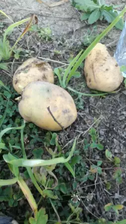 Продавам БИО тикви и картофи - гарантирано качество 