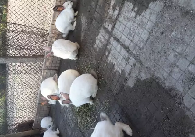 Домашни зайчета