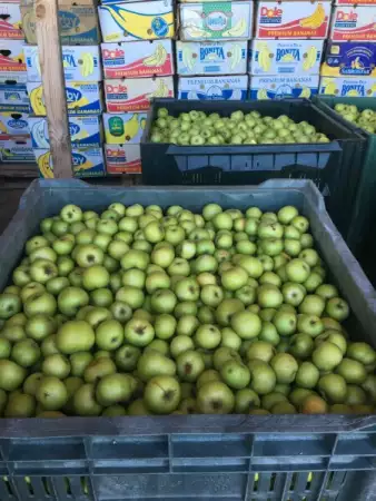 продавам ябълки на едро собственно производство