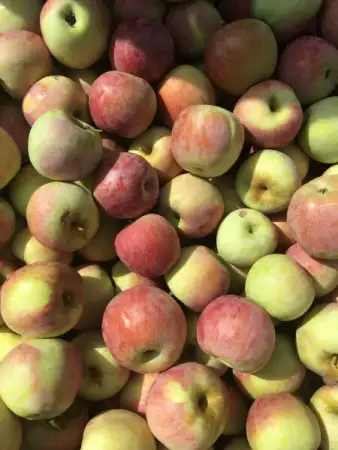 3. Снимка на продавам ябълки на едро собственно производство