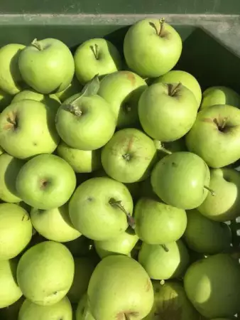 4. Снимка на продавам ябълки на едро собственно производство