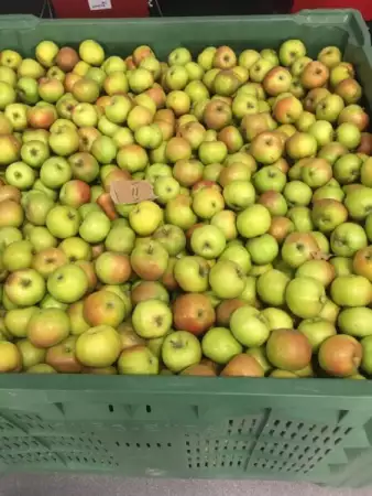 продавам ябълки на едро собственно производство