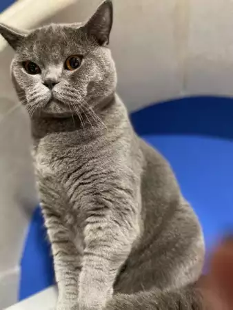 1. Снимка на продавам британска късокосместа котка