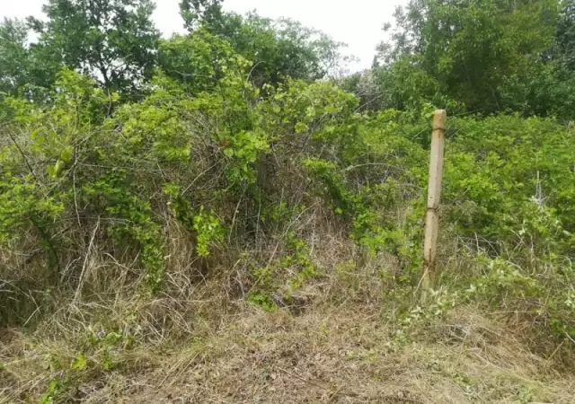 1. Снимка на Рязане на опасни дървета чистене на диви терени аб.поддръжка