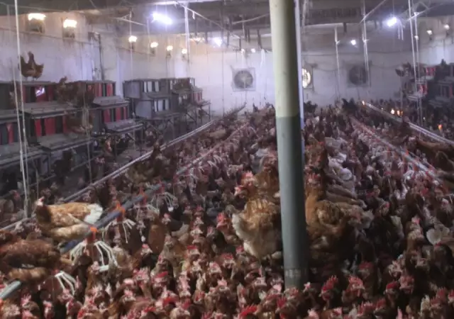 3. Снимка на продавам действаща ферма за кокошки носачки