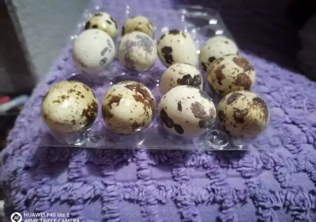 1. Снимка на Продавам пъдпъдъчи яйца за консумация и оплодени