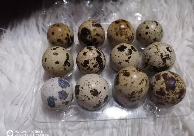 2. Снимка на Продавам пъдпъдъчи яйца за консумация и оплодени