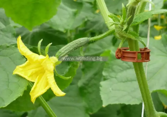 1. Снимка на Здравите щипки за домати и краставици