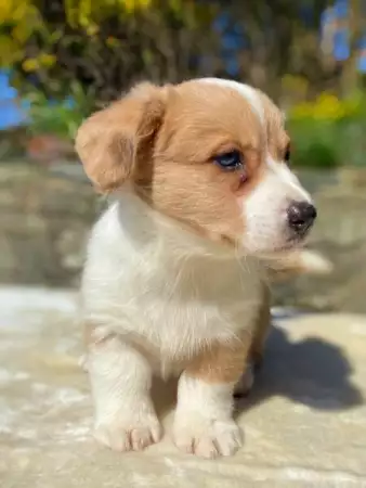 4. Снимка на Кученца Corgi Pembroke.