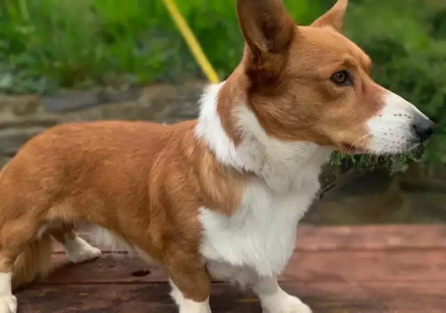 3. Снимка на Кученца Corgi Pembroke.