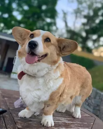 2. Снимка на Кученца Corgi Pembroke.